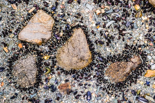 Preview: Pattern of Mussels on rocks in Tierra Del Fuego National Park, Ushuaia, Patagonia, Argentina, South