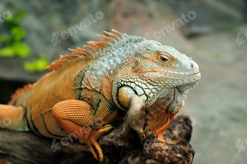 Preview: Iguana