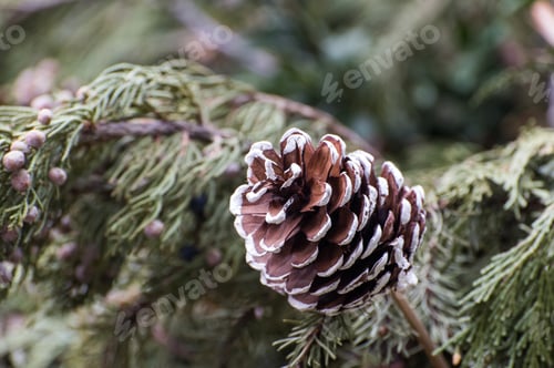 Preview: Painted Fir-Cone