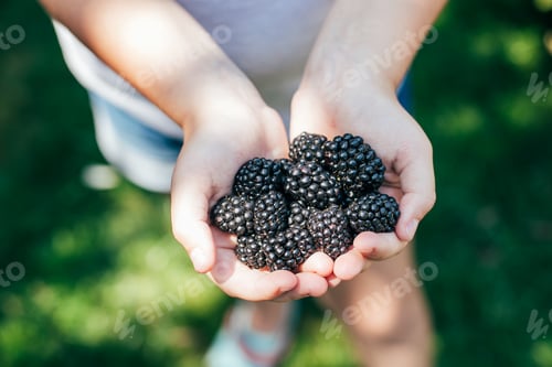 Preview: Girl Holding Freshly Picked Blackberries. Summer Berry Food