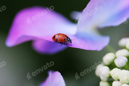 Preview: Ladybug walking on a purple flower leaf
✨NOMINATED✨