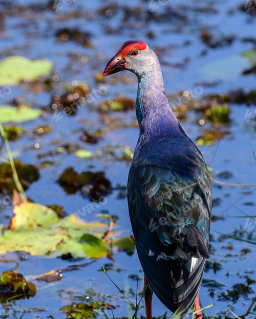 Preview: Grey-headed swamphen standing tall and looking back, sunning on the shore in the wetlands