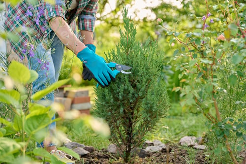 Preview: Caring for Juniperus in garden, gardener with pruning shears
