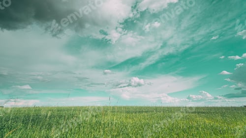 Preview: Light Blue Toned Sky Above Countryside Rural Field Landscape With Young Green Wheat Sprouts In