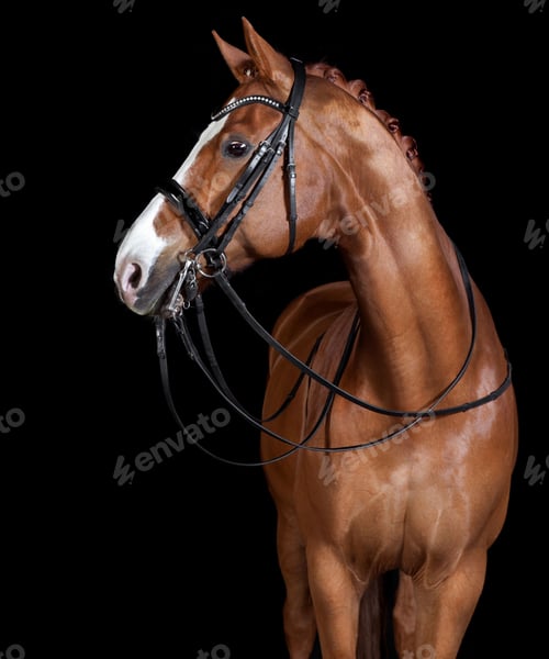 Preview: Elegant Chestnut Horse with Decorative Bridle Headshot