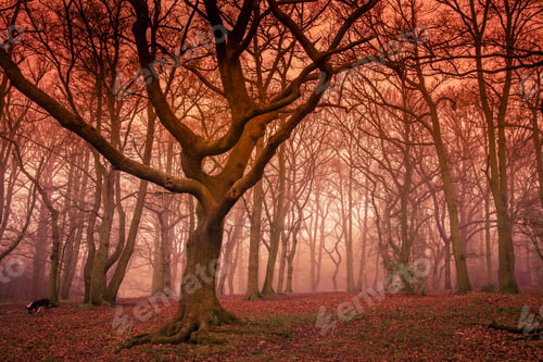 Vista previa: Misty forest in autumn
