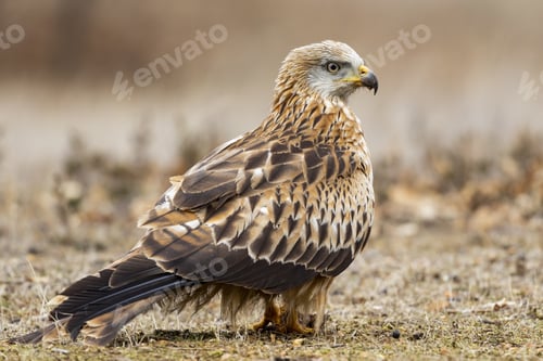 Preview: Selective focus of a red kite standing on the ground covered in the grass