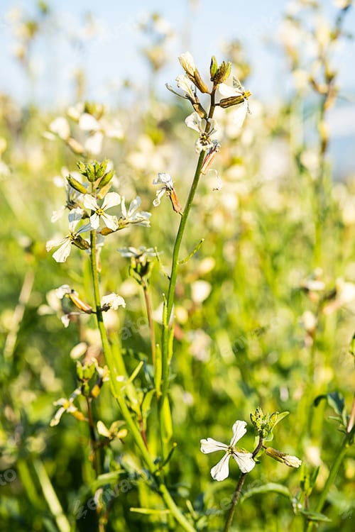 Preview: Blossom Rucola in Sunlight.