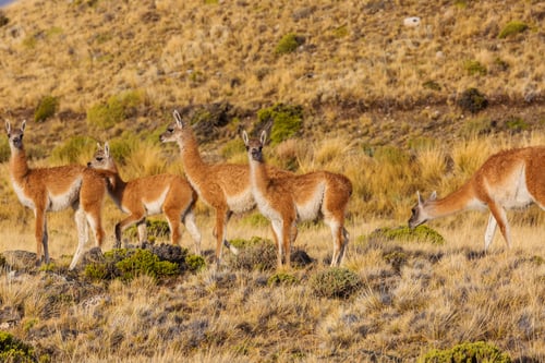 Preview: Guanaco
