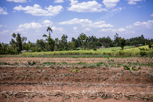 Preview: Kenya Images Pictures details shape farm farming field plants vegetations meadows landscapes Nairobi