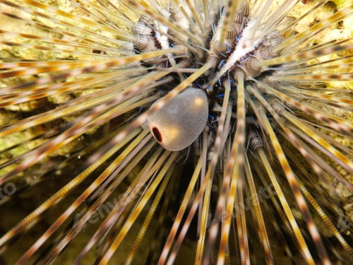 Preview: Long-spined sea urchin