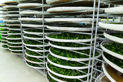 Preview: Fermentation for tea in factory