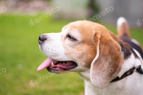 Preview: beagle dog portrait