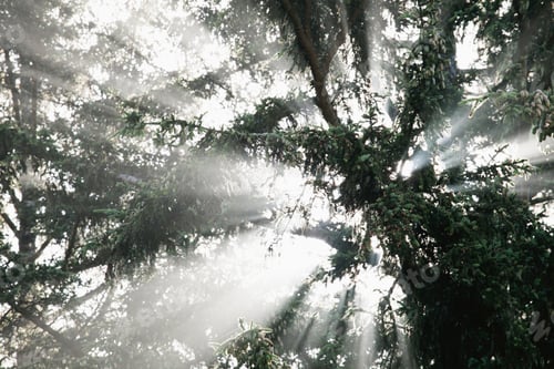 Preview: Low angle view of trees in forest