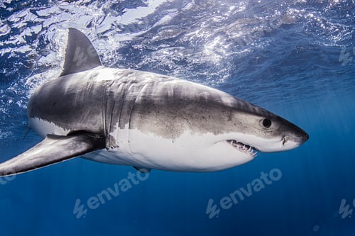 Preview: Mexico, Guadalupe Island, Great white shark in sea
