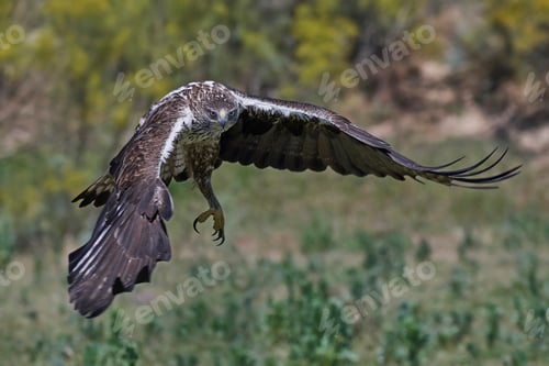 Preview: Bonellis eagle (Aquila fasciata)