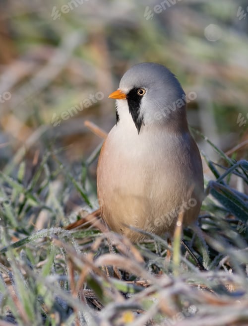 Preview: Bearded reedling, Panurus biarmicus. Frosty morning. The male sits in the frost-covered grass