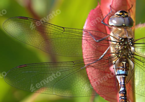 Preview: Close up of wings on a dragonfly