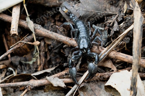 Preview: Close-up shot of a small, black Opisthacanthus on a pile of dead leaves in a natural outdoor setting