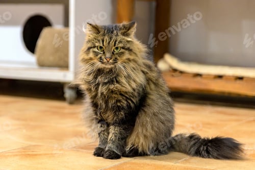 Preview: Fluffy Tabby Kitten Portrait in Animal Shelter