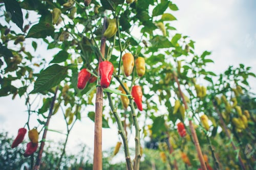 Preview: Chili in the plot pushed free of chemicals.