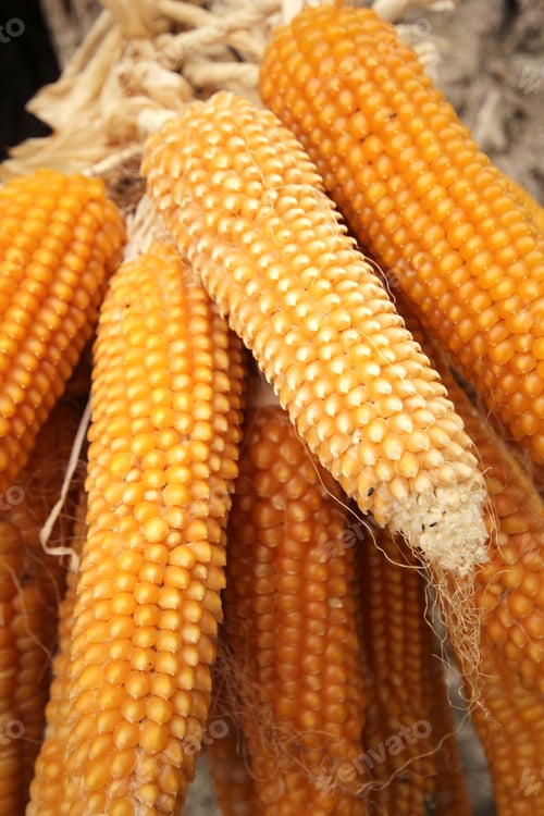 Preview: dried corns for the winter