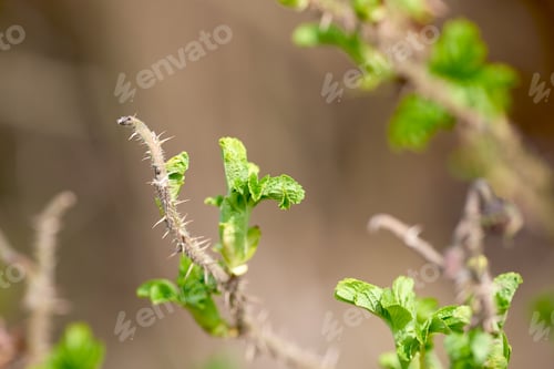 Preview: Springtime