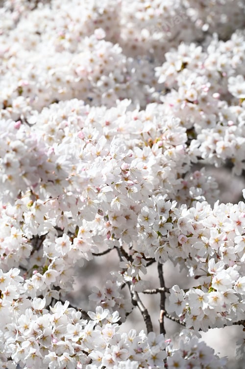 Preview: Beautiful spring flowers in Canada