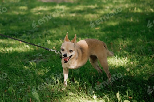 Preview: dog with disability stands on green lawn, a pet without front paw. amputation of limbs