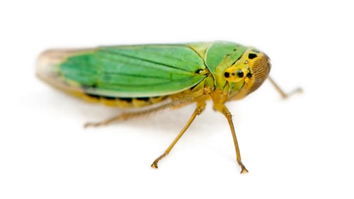 Preview: Green Leafhoppers - Cicadella viridis