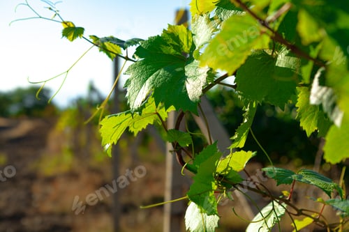 Preview: Close up of green leaves on grapes bush in a farm