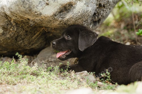 Preview: The puppy is lying on the ground breathing with its mouth open.