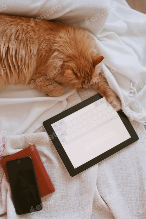 Preview: Relaxed Orange Cat Napping Near Digital Devices