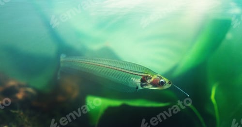 Preview: The ghost catfish can blend into almost any background. Shot of exotic fish in an aquarium.