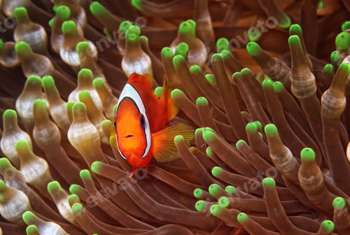 Preview: Anemone fish, clown fish, underwater photo