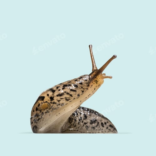 Preview: Curious leopard slug - limax maximus - moving slowly and raising its upper tentacles