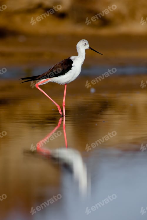 Preview: Black-Winged Stilt
