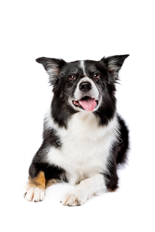 Preview: dog