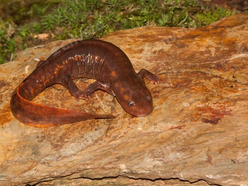 Preview: Closeup on the huge Chinese paddletail newt, Pachytriton D , posed on green moss