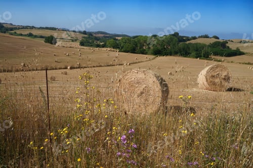 Preview: Rural landscape near Bolsena, Lazio, Italy