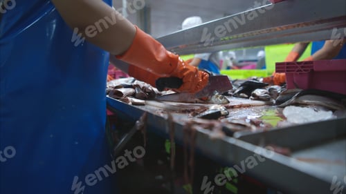 Preview: Process and production line in canned fish factory