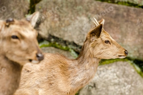 Preview: Deer roaming around the Itsukushima Shrine, Japan