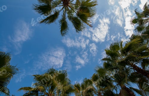 Preview: Palm trees against blue sky, at tropical coast, Summer tree background