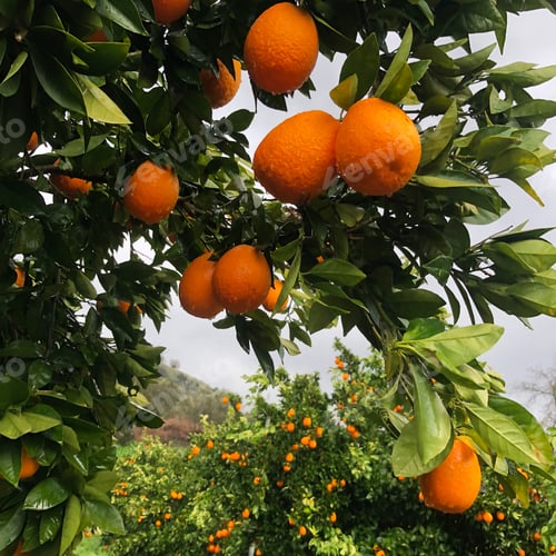 Preview: Orange garden