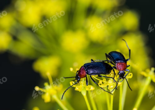 Preview: Closeup macro focus shot of Cereal Leaf Beetles