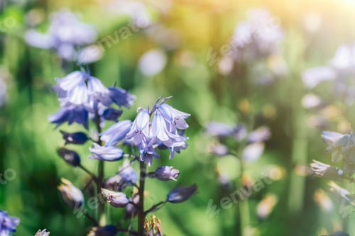 Preview: Hyacinthus orientalis purple flowers blooming in sunny meadow, closeup