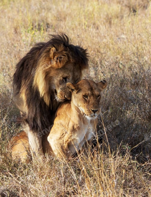 Preview: A Magical Tanzania Wildlife pictures