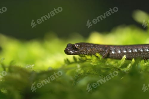 Preview: Closeup on the head of a Hell Hollow slender salamander, Batrachoseps diabolicus