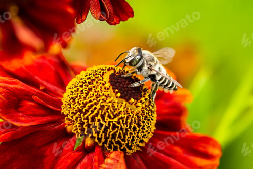 Preview: A bee is sitting on a red flower
