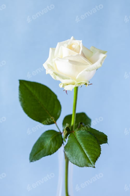 Preview: fresh white rose flower on pale blue background
